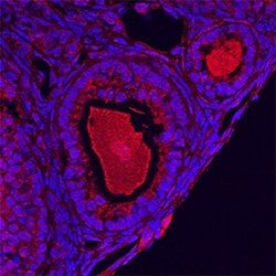 GDF9 Polyclonal Antibody, Invitrogen 100 &mu;g; Unconjugated:Anticuerpos