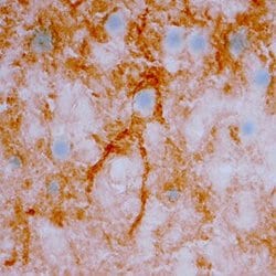 Invitrogen NRG3 Polyclonal Antibody 100 &mu;g; Unconjugated:Antibodies,