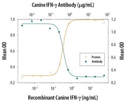 Invitrogen IFN gamma Polyclonal Antibody 100 &mu;g; Unconjugated:Antibodies,