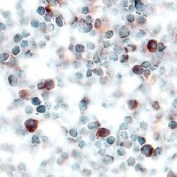 Invitrogen PPBP Polyclonal Antibody 100 &mu;g; Unconjugated:Antibodies,
