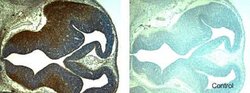 Invitrogen GDF5 Polyclonal Antibody 100 &mu;g; Unconjugated:Antibodies,