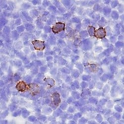 Invitrogen CD137 Polyclonal Antibody 100 &mu;g; Unconjugated:Antibodies,