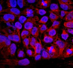 Invitrogen GDF3 Polyclonal Antibody 100 &mu;g; Unconjugated:Antibodies,