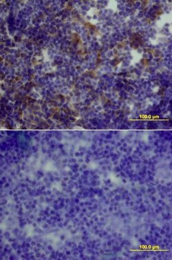Invitrogen GDF3 Polyclonal Antibody 100 &mu;g; Unconjugated:Antibodies,