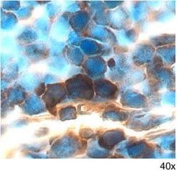 Invitrogen GDF3 Polyclonal Antibody 100 &mu;g; Unconjugated:Antibodies,