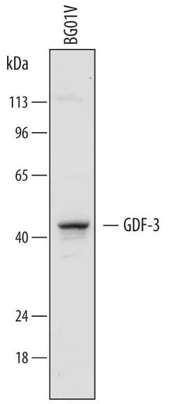 Invitrogen GDF3 Polyclonal Antibody 100 &mu;g; Unconjugated:Antibodies,