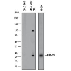 Invitrogen FGF19 Polyclonal Antibody 100 &mu;g; Unconjugated:Antibodies,