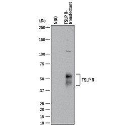 Invitrogen TSLP Receptor Polyclonal Antibody 100 &mu;g; Unconjugated:Antibodies,