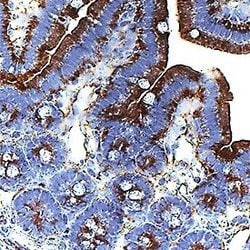 Invitrogen GAS6 Polyclonal Antibody 100 &mu;g; Unconjugated:Antibodies,