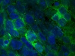 Invitrogen FGF16 Polyclonal Antibody 100 &mu;g; Unconjugated:Antibodies,