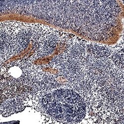 Invitrogen FGF16 Polyclonal Antibody 100 &mu;g; Unconjugated:Antibodies,