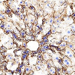 Invitrogen TIMD2 Polyclonal Antibody 100 &mu;g; Unconjugated:Antibodies,