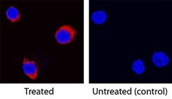 Invitrogen IL-5 Polyclonal Antibody 100 &mu;g; Unconjugated:Antibodies,