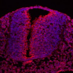 Invitrogen MCFD2 Polyclonal Antibody 100 &mu;g; Unconjugated:Antibodies,