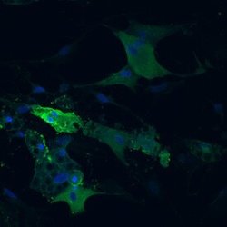 Invitrogen Adiponectin Polyclonal Antibody 100 &mu;g; Unconjugated:Antibodies,