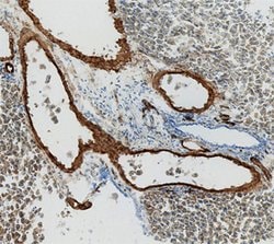 Invitrogen Adiponectin Polyclonal Antibody 100 &mu;g; Unconjugated:Antibodies,