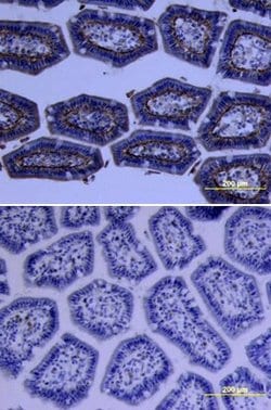 Invitrogen PRSS3 Polyclonal Antibody 100 &mu;g; Unconjugated:Antibodies,