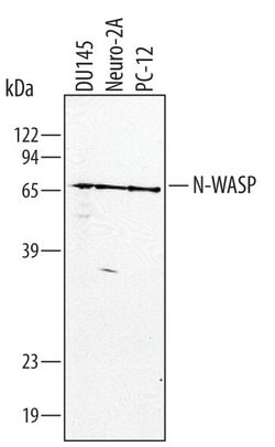 Invitrogen N-WASP Polyclonal Antibody 100 &mu;g; Unconjugated:Antibodies,