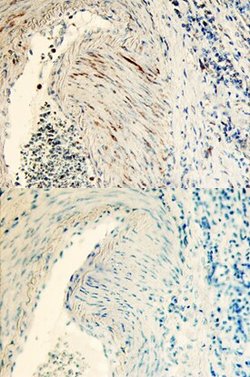 Invitrogen TSKU Polyclonal Antibody 100 &mu;g; Unconjugated:Antibodies,