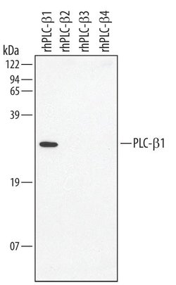 Invitrogen PLCB1 Polyclonal Antibody 100 &mu;g; Unconjugated:Antibodies,