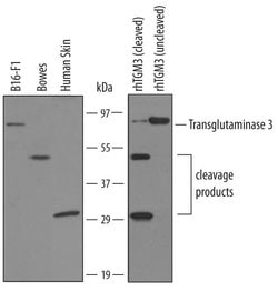 Invitrogen TGM3 Polyclonal Antibody 100 &mu;g; Unconjugated:Antibodies,