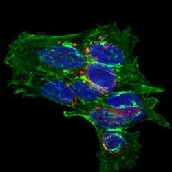 Invitrogen CPLX2 Polyclonal Antibody 100 &mu;g; Unconjugated:Antibodies,
