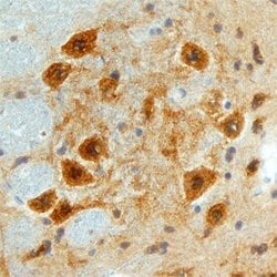 Invitrogen FSTL4 Polyclonal Antibody 100 &mu;g; Unconjugated:Antibodies,