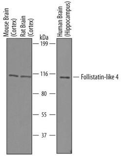 Invitrogen FSTL4 Polyclonal Antibody 100 &mu;g; Unconjugated:Antibodies,