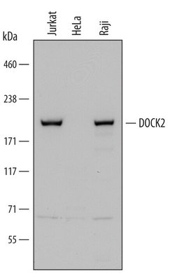 Invitrogen DOCK2 Polyclonal Antibody 100 &mu;g; Unconjugated:Antibodies,