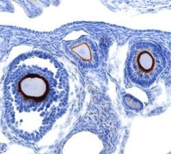 Invitrogen Lypd3 Polyclonal Antibody 100 &mu;g; Unconjugated:Antibodies,