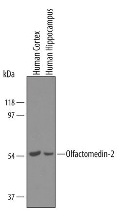 Invitrogen OLFM2 Polyclonal Antibody 100 &mu;g; Unconjugated:Antibodies,