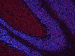 Invitrogen CSPG5 Polyclonal Antibody 100 &mu;g | Buy Online | Invitrogen&trade; | Fisher Scientific
