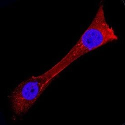 Invitrogen USP2 Polyclonal Antibody 100 &mu;g; Unconjugated:Antibodies,