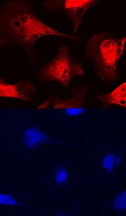 Invitrogen FUT11 Polyclonal Antibody 100 &mu;g; Unconjugated:Antibodies,