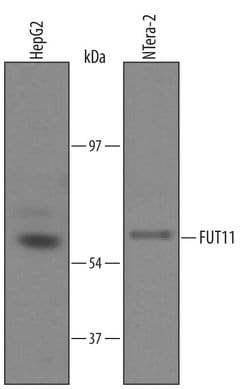 Invitrogen FUT11 Polyclonal Antibody 100 &mu;g; Unconjugated:Antibodies,