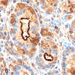 Invitrogen GKN1 Polyclonal Antibody 100 &mu;g; Unconjugated:Antibodies,