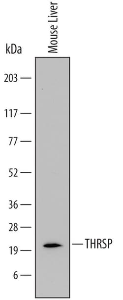 Invitrogen THRSP Polyclonal Antibody 100 &mu;g; Unconjugated:Antibodies,