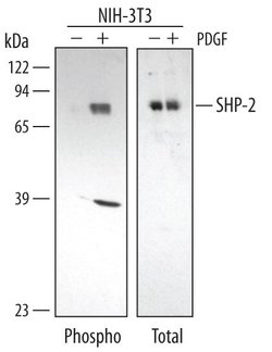 Invitrogen Phospho-SHP2 (Tyr542) Polyclonal Antibody 100 &mu;g; Unconjugated:Antibodies,
