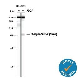 Invitrogen Phospho-SHP2 (Tyr542) Polyclonal Antibody 100 &mu;g; Unconjugated:Antibodies,