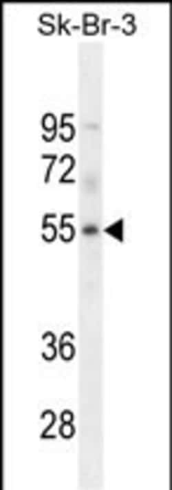 Invitrogen WDR21B Polyclonal Antibody 400 &mu;L; Unconjugated:Antibodies,