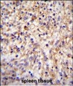 Invitrogen CLEC11A Polyclonal Antibody 400 &mu;L; Unconjugated:Antibodies,