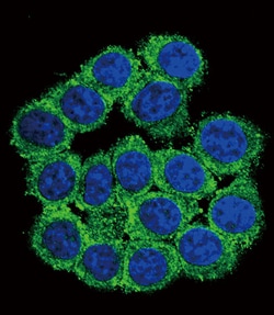 Invitrogen CUZD1 Polyclonal Antibody 400 &mu;L; Unconjugated:Antibodies,