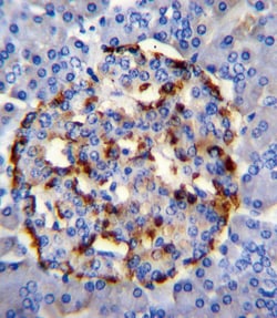 Invitrogen PLA2G2D Polyclonal Antibody 400 &mu;L; Unconjugated:Antibodies,
