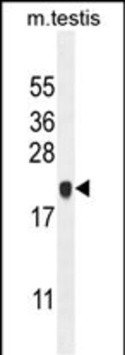 C4orf46 Polyclonal Antibody 400 &mu;L | Buy Online | Invitrogen | Fisher Scientific