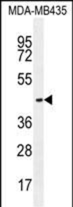 Invitrogen OR2L13 Polyclonal Antibody 400 &mu;L; Unconjugated:Antibodies,