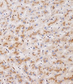 Invitrogen CLEC4F Polyclonal Antibody 400 &mu;L; Unconjugated:Antibodies,