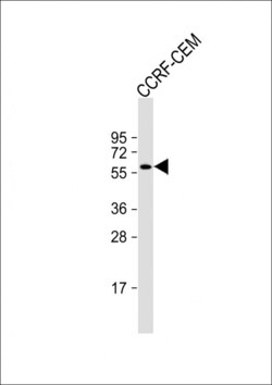 Invitrogen CLEC4F Polyclonal Antibody 400 &mu;L; Unconjugated:Antibodies,