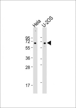 Invitrogen CLEC4F Polyclonal Antibody 400 &mu;L; Unconjugated:Antibodies,