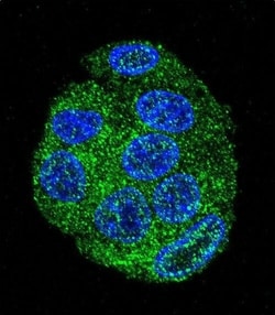 Invitrogen UBD Polyclonal Antibody 400 &mu;L; Unconjugated:Antibodies,