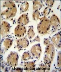 Invitrogen UBD Polyclonal Antibody 400 &mu;L; Unconjugated:Antibodies,
